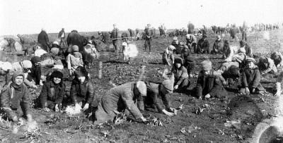 Børn graver frosne kartofler op i et kollektivt landbrug, 1933