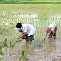 Cambodjanske kvinder planter ris